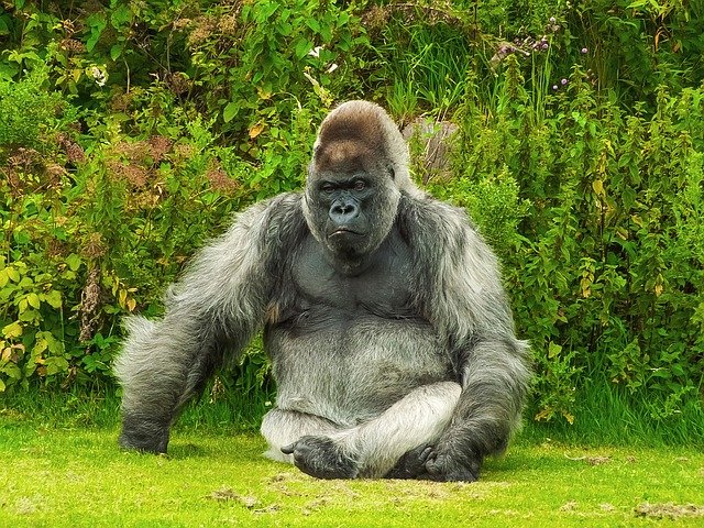 gorila v přírodě
